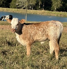 Jammin Tex x WS Sade