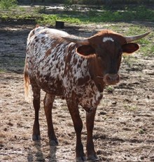 DBR Loretta