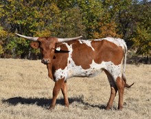 #2137 - HR Bubbas Cat x Pacific Cowboy 40