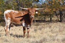 #2139 - Helm Whiz x Pacific Cowboy 40