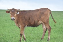 #2142 - HR White Shield x Pacific Cowboy 40