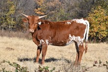 #2204 - HR Spring BJX x Rebel HR