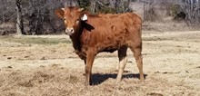 #2246 - HR Rescue Me x Pacific Cowboy 40