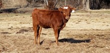 #2251 - RJF Cowboys Starlet x Jammin Tex