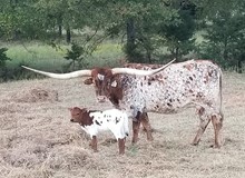 #2254 - RM Draggin Kay x Pacific Cowboy 40
