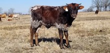 #2257 - HR Tiger Stripe x Pacific Cowboy 40