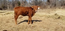 #2259 - RJF Tuffs Rosebud x Pacific Cowboy 40