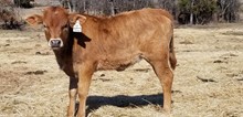 PH#2269 - BR Redneck Jenny x Pacific Cowboy 40