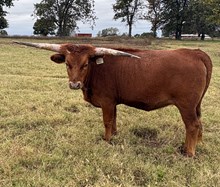 #2419 - HR Whiz Bang x Rebel