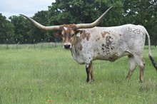 RJF COWBOY'S STARLET - Tag 828
