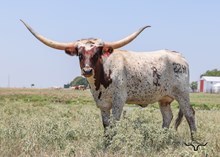 RJF REBEL'S IMAGE 