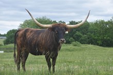 RJF SASSIE LASSIE