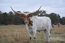 RJF Tuff's Rosebud - Tag 920
