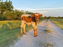 PACIFIC COWBOY X RJF RAINMAKER BULL