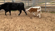 JAMMIN TEX X RM OK LADY PAT 555 TAG 225