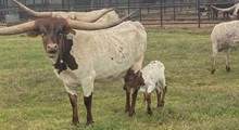 RJF TEXAS REBEL X RJF DREAMIN' OF TEXAS TAG 319