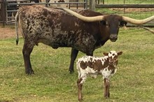 GARLAND'S BIG TEX X TS SOUTHERN CHARM TAG 317