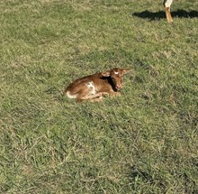 RJF MVP COWGIRL X PCC MIDAS TOUCH TAG 512