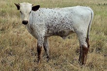 Moo-Cha-Cha