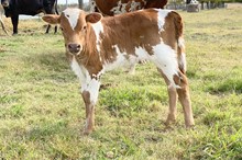 Unnamed Steer 001