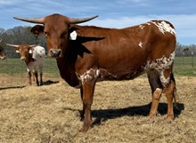 Crown Jungle Princess 