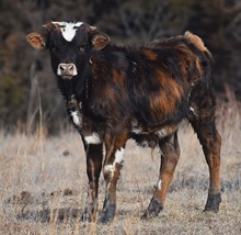 RJF SHOWOFF GAL 125 X WT KID ROCK (B)