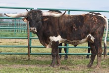 RJF Lone Star Tuff
