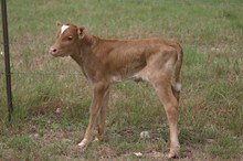 RJF HUBBELL'SRIO RIVIERA'S BULL CALF