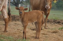 RJF RIPANNA HEIFER CALF