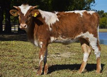 #2511 HR Rio Rose x RJF Breaking Bad (h)