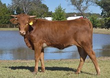 #2589 Shy Iron x RJF Breaking Bad (b)