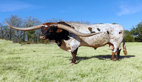 texas longhorn cattle for sale at bentwood ranch in texas where the